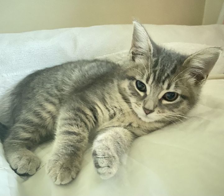 Adeline Kitty  1