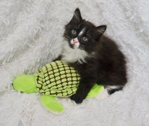 Wilson