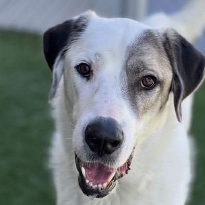 Orpheus, an adopted Great Pyrenees & Great Dane Mix in Sacramento, CA_image-1