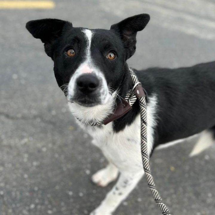 Lucky, an adoptable Border Collie Mix in Woodland, CA_image-1
