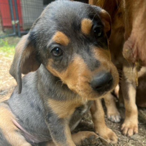 Russi pup/Riggs, an adoptable Catahoula Leopard Dog & Hound Mix in Hackett, AR_image-1