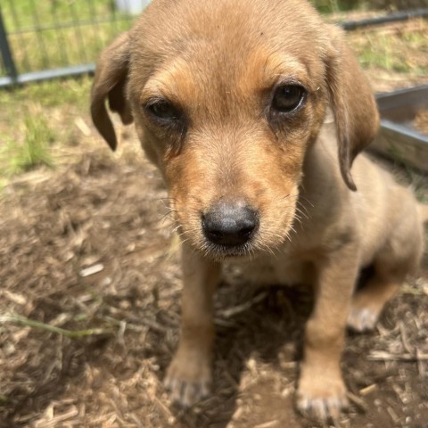 Russi pup/Roni, an adoptable Catahoula Leopard Dog & Hound Mix in Hackett, AR_image-1