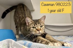 Caveman