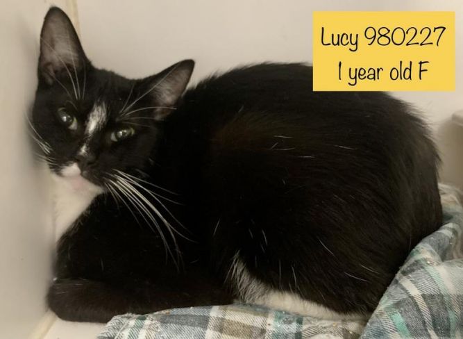 Lucy