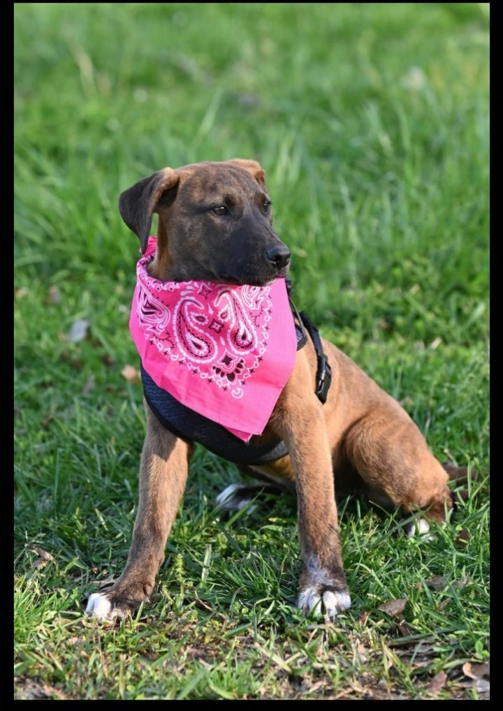 Chia, an adoptable Mixed Breed in Fond Du Lac, WI_image-2