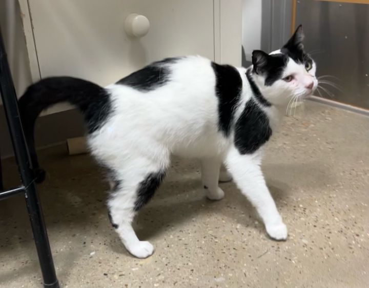 Joe - Riley Fuzzel Petsmart  3