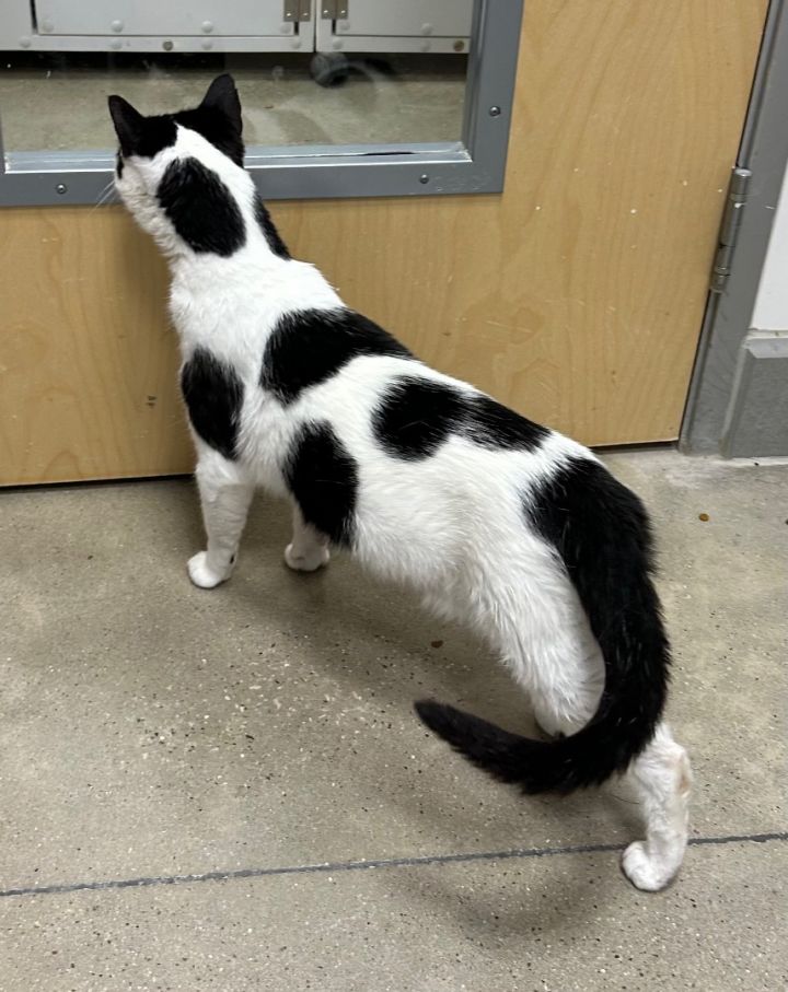 Joe - Riley Fuzzel Petsmart  1