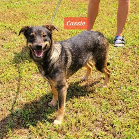 Cassie 1