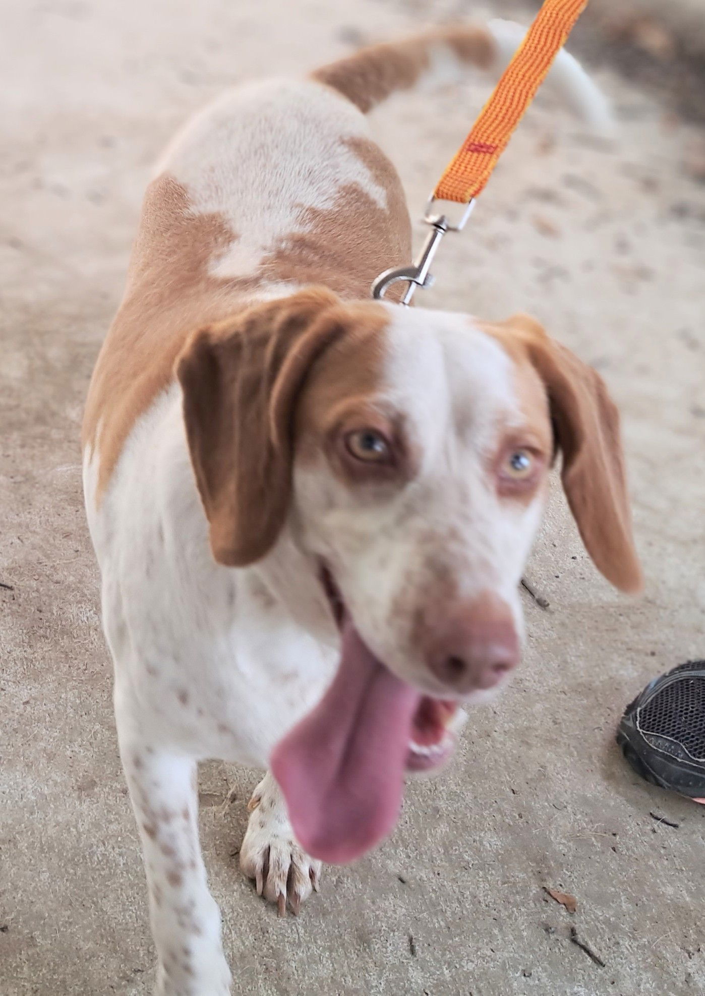 Ellie Mae, an adoptable Beagle in Baileyton, AL, 35019 | Photo Image 1