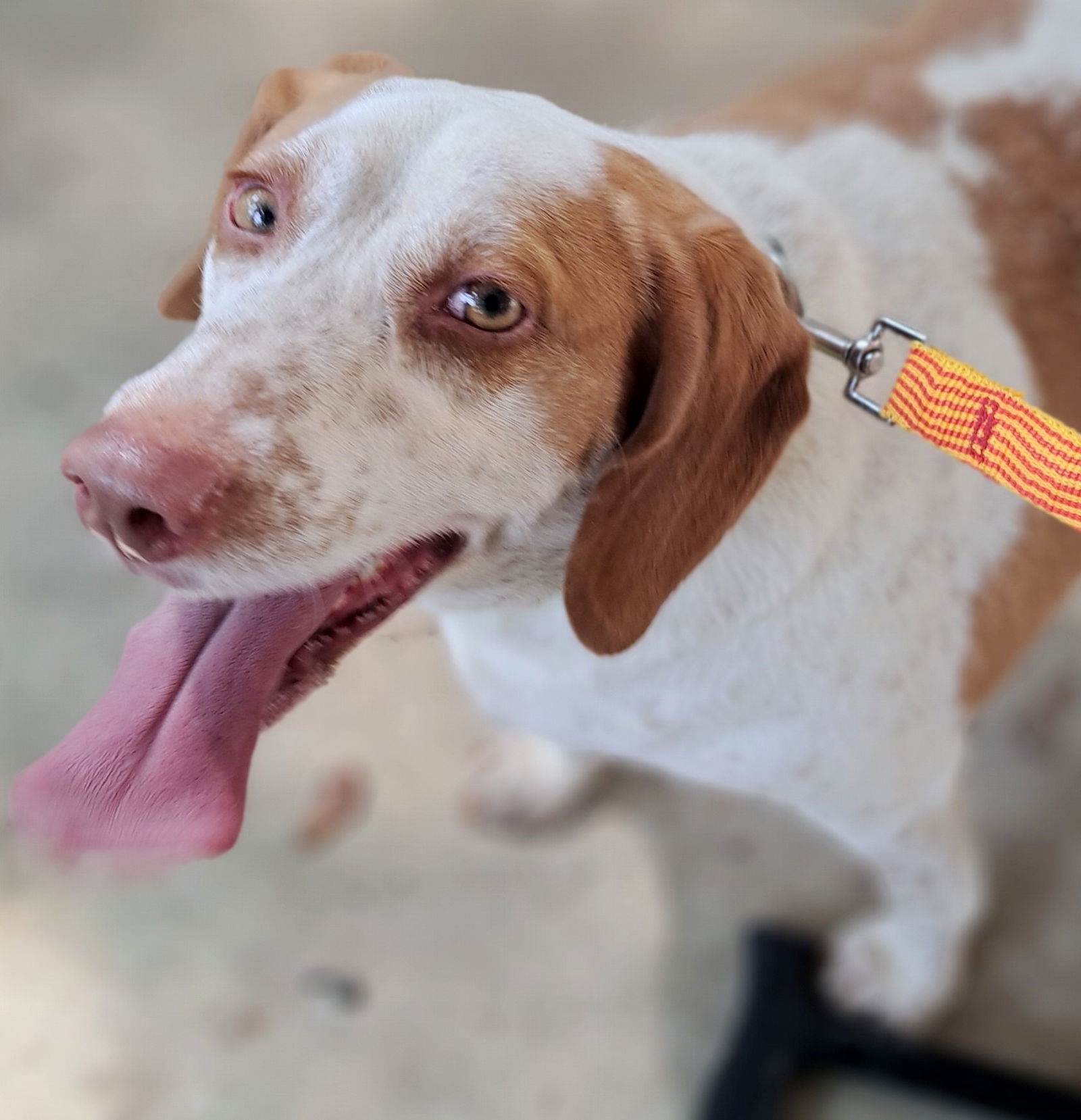 Ellie Mae, an adoptable Beagle in Baileyton, AL, 35019 | Photo Image 2