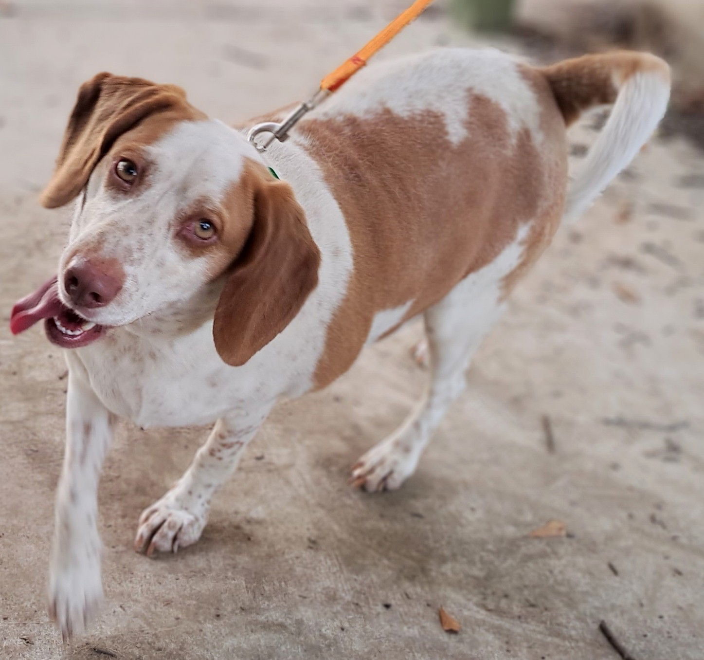 Ellie Mae, an adoptable Beagle in Baileyton, AL, 35019 | Photo Image 3