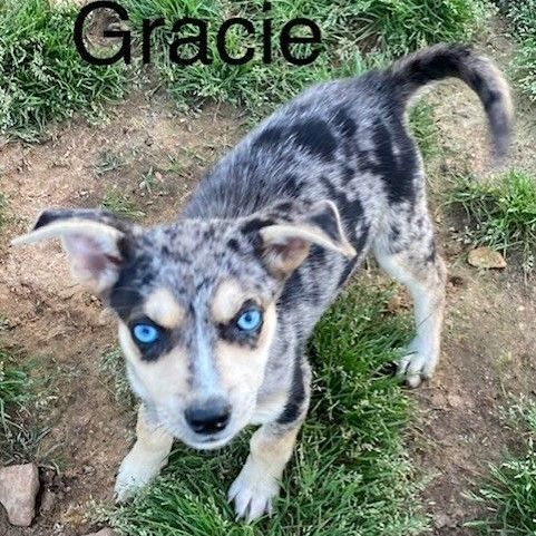 Gracie, an adoptable Husky & Labrador Retriever Mix in Unionville, CT_image-1