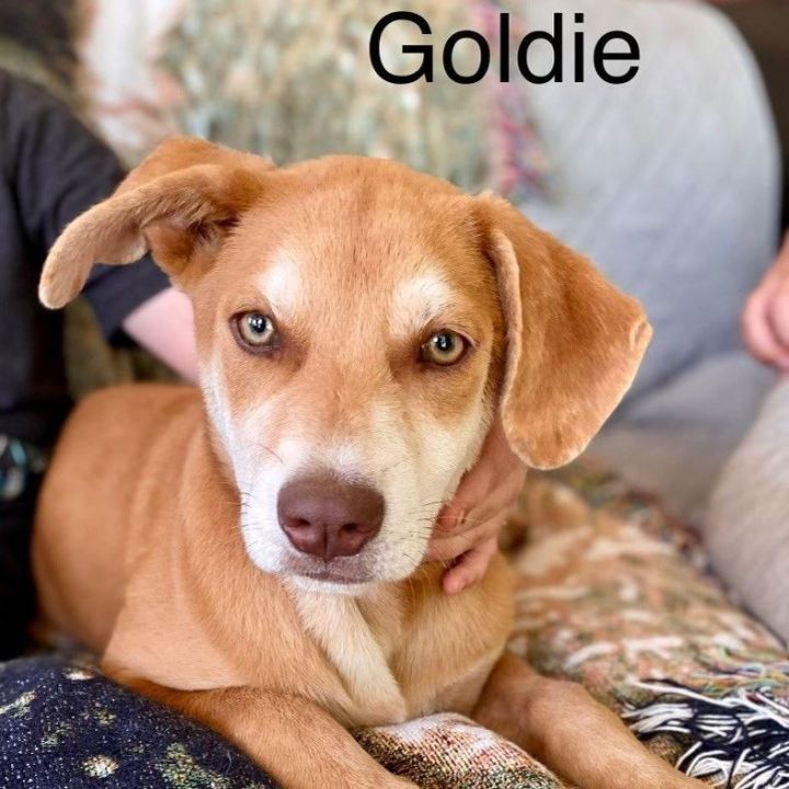 Goldie, an adoptable Labrador Retriever & Husky Mix in Unionville, CT_image-1