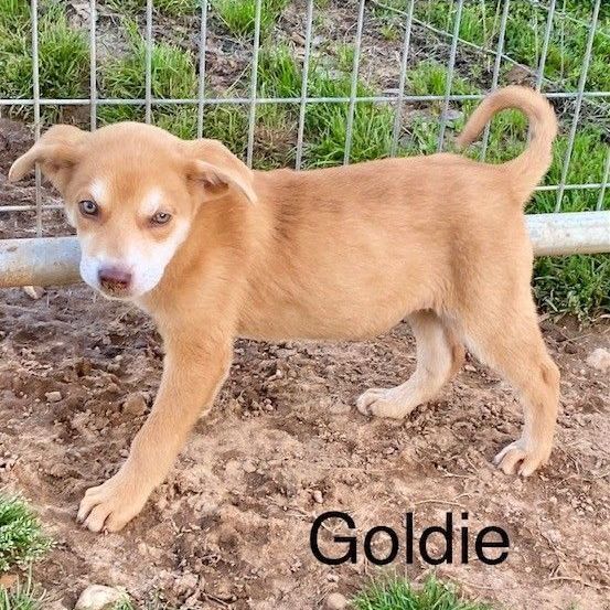 Goldie, an adoptable Labrador Retriever & Husky Mix in Unionville, CT_image-2