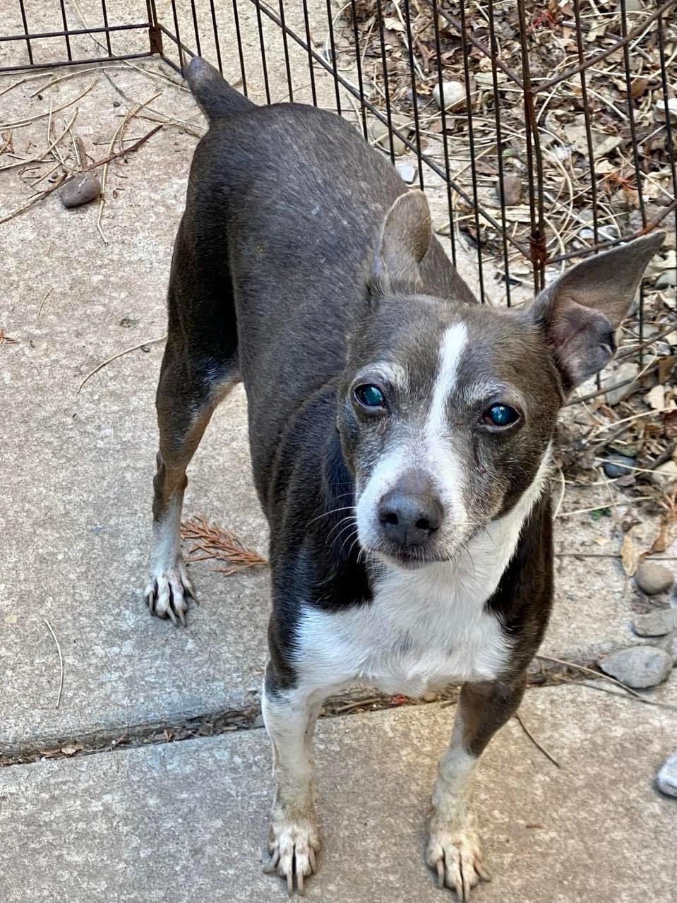 Mexican rat hot sale terrier