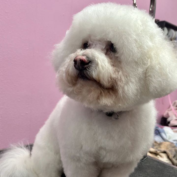 Louis #428, an adoptable Bichon Frise in Placentia, CA_image-1