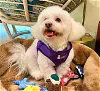 Louis #428, an adoptable Bichon Frise in Placentia, CA_image-5