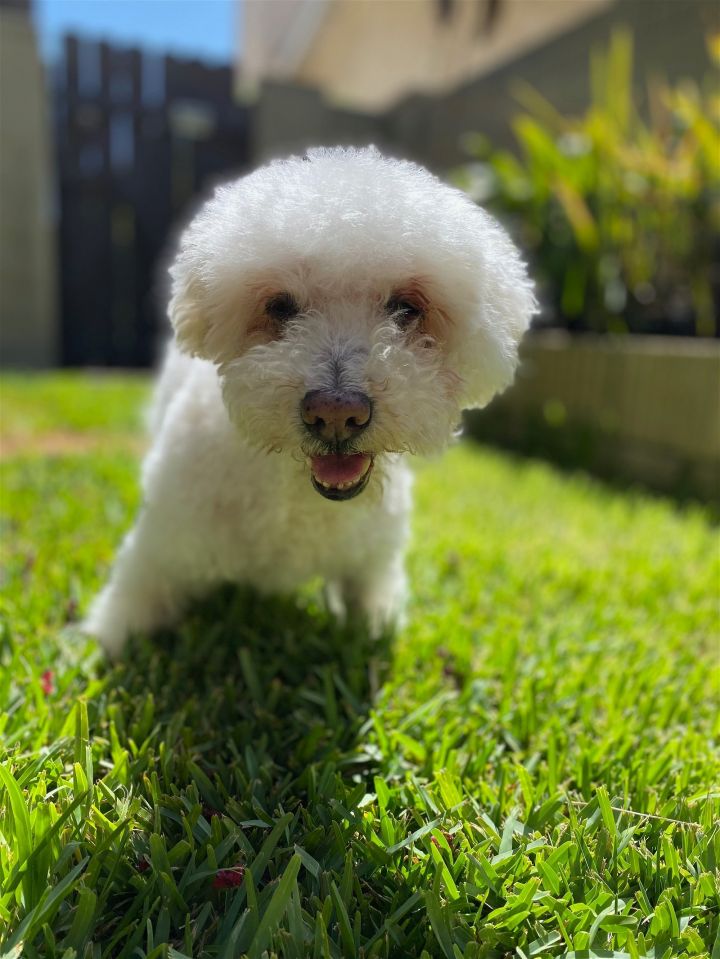 are bichon frise dogs aggressive