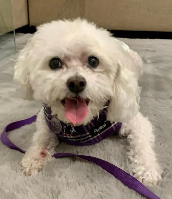 Jacque #402/436, an adoptable Bichon Frise in Placentia, CA_image-2