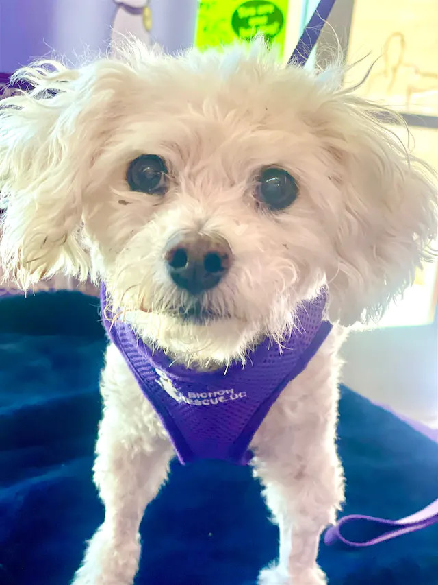 Jacque #402/436, an adoptable Bichon Frise in Placentia, CA_image-3