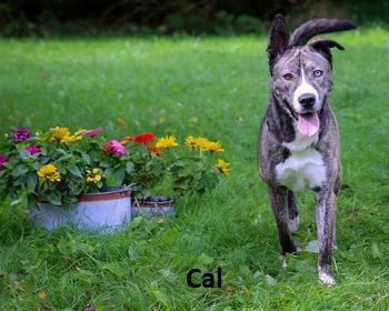 Cal, an adoptable Shepherd, Husky in Elkins, WV, 26241 | Photo Image 1