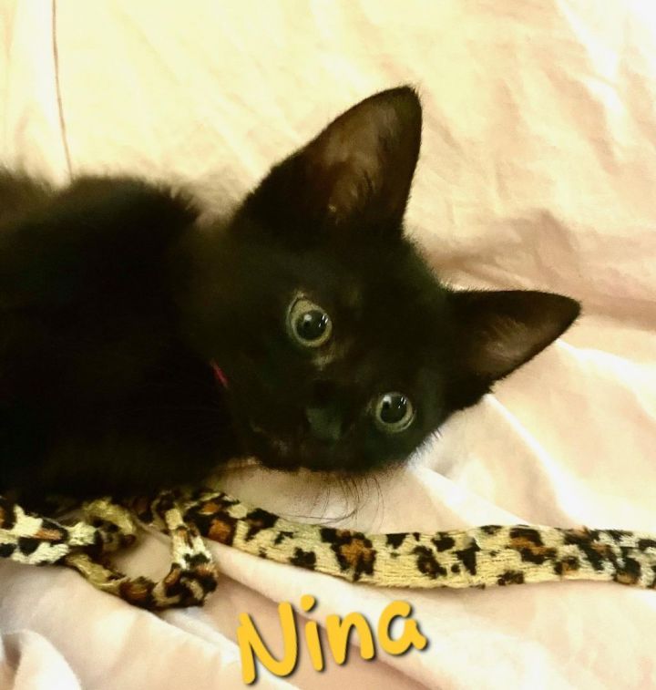 Nina, an adopted Domestic Medium Hair Mix in Largo, FL_image-1