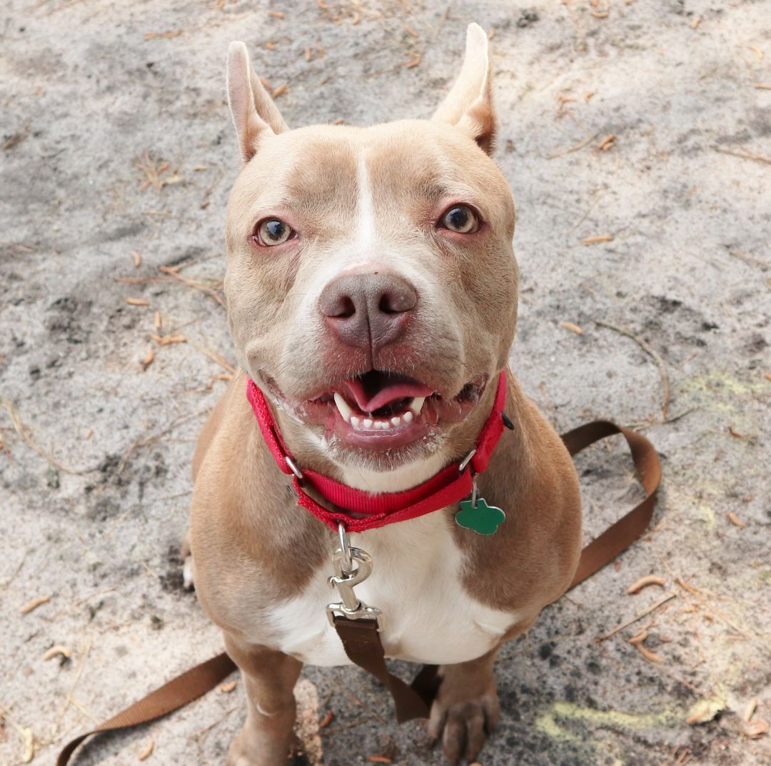 Dog For Adoption - Piglet, A Pit Bull Terrier In Forked River, Nj 