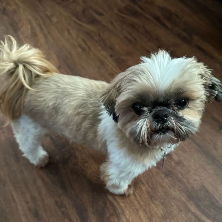 Emmi, an adoptable Shih Tzu Mix in Naperville, IL_image-1