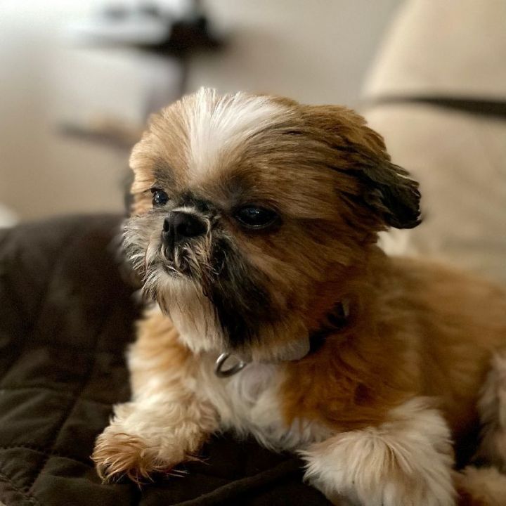 Emmi, an adoptable Shih Tzu Mix in Naperville, IL_image-2
