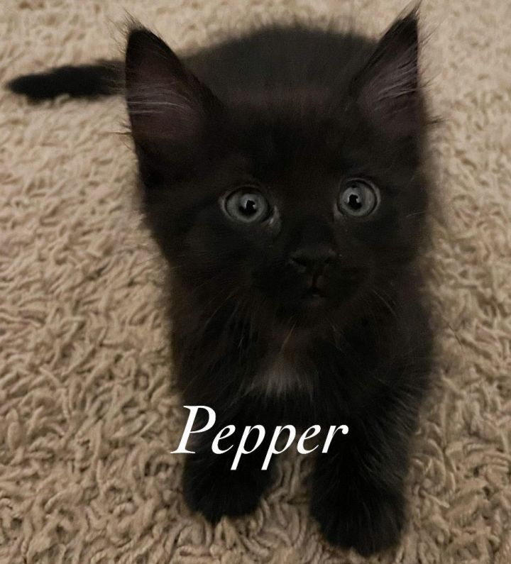 Pepper, an adopted Domestic Medium Hair Mix in Largo, FL_image-1
