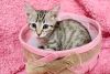 Tabatha