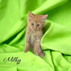 Milky