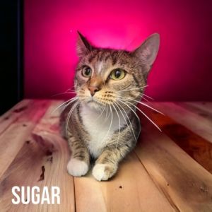 Sugar