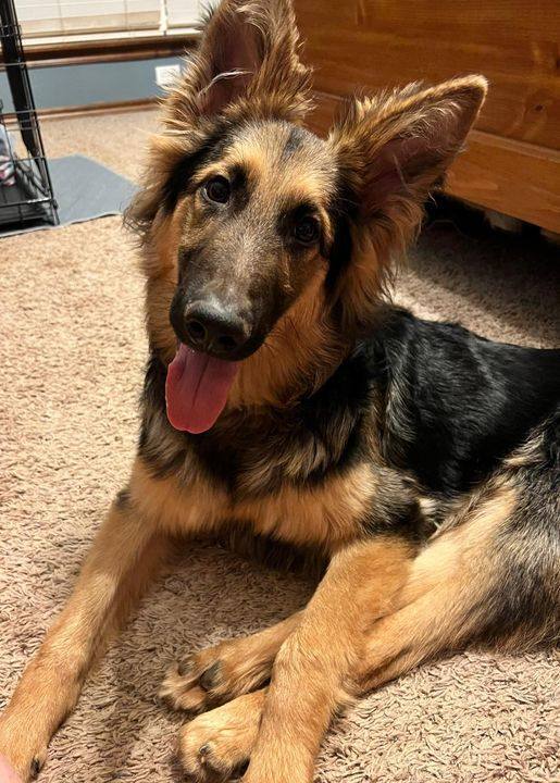 Lionel, an adoptable German Shepherd Dog in Oklahoma City, OK_image-1