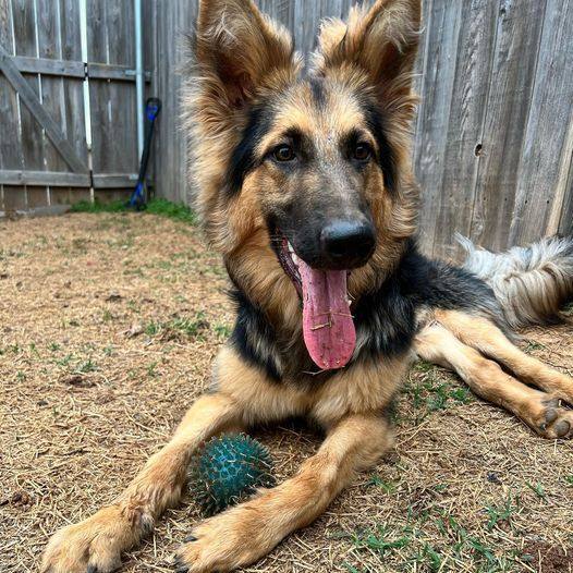 Lionel, an adoptable German Shepherd Dog in Oklahoma City, OK_image-2