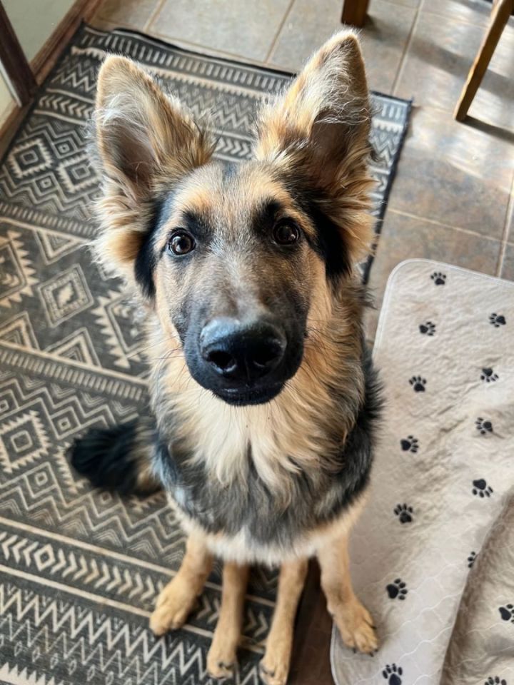 Lionel, an adoptable German Shepherd Dog in Oklahoma City, OK_image-4