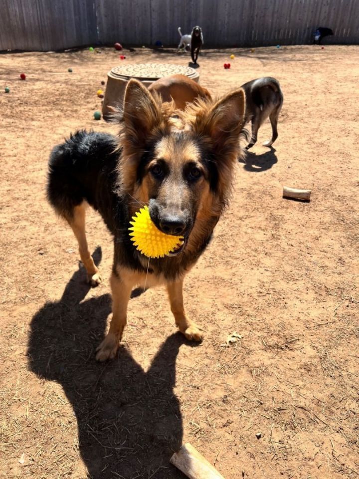 Lionel, an adoptable German Shepherd Dog in Oklahoma City, OK_image-5