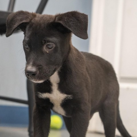 Tristan, an adoptable Labrador Retriever & Shepherd Mix in Patterson, NY_image-2