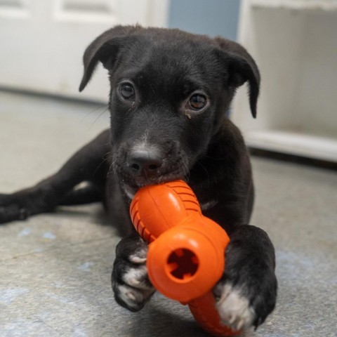 Tristan, an adoptable Labrador Retriever & Shepherd Mix in Patterson, NY_image-5