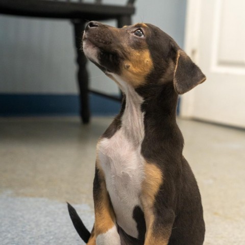 Logan, an adoptable Labrador Retriever & Shepherd Mix in Patterson, NY_image-1