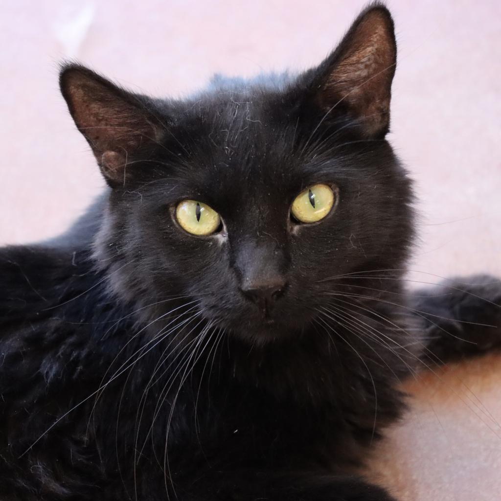 Beethoven, an adoptable Domestic Medium Hair in Tucson, AZ, 85711 | Photo Image 1