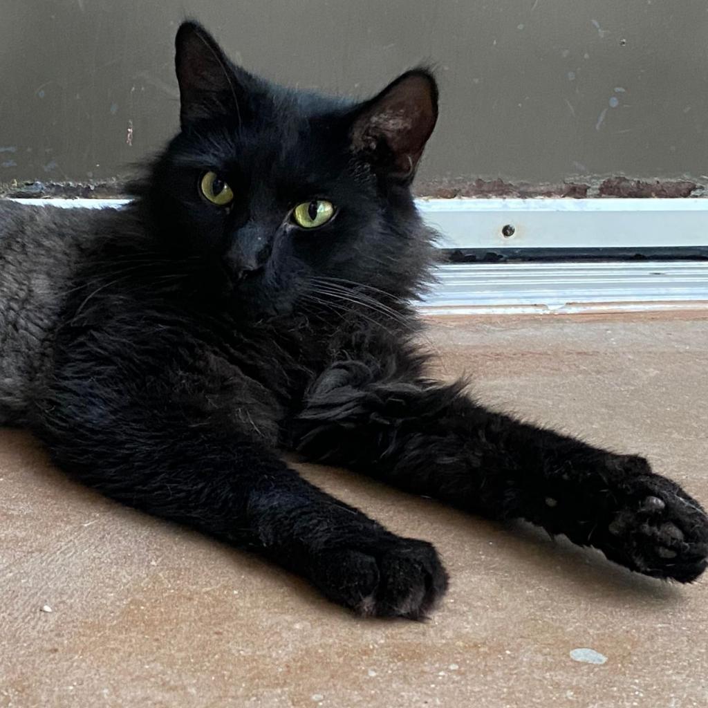 Beethoven, an adoptable Domestic Medium Hair in Tucson, AZ, 85711 | Photo Image 2