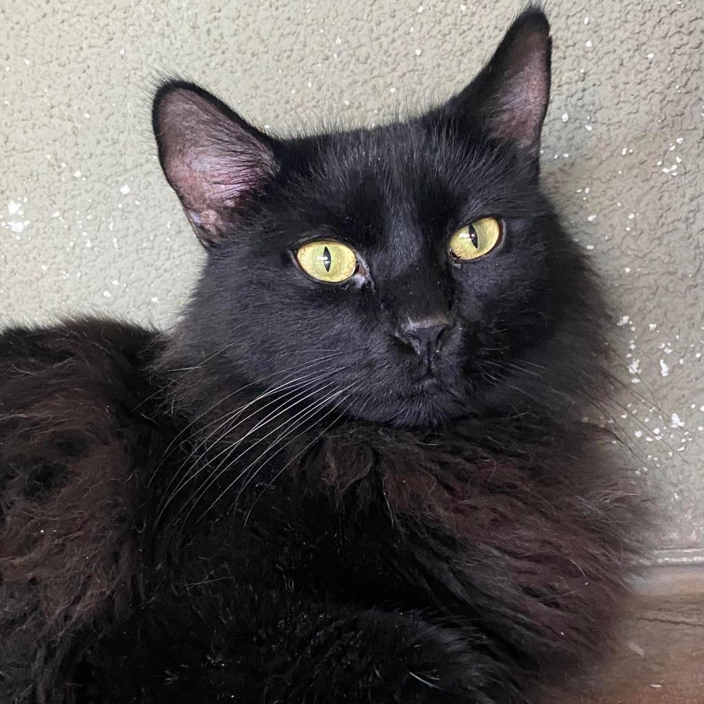 Beethoven, an adoptable Domestic Medium Hair in Tucson, AZ, 85711 | Photo Image 3