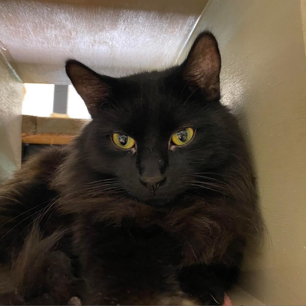 Beethoven, an adoptable Domestic Medium Hair in Tucson, AZ, 85711 | Photo Image 5