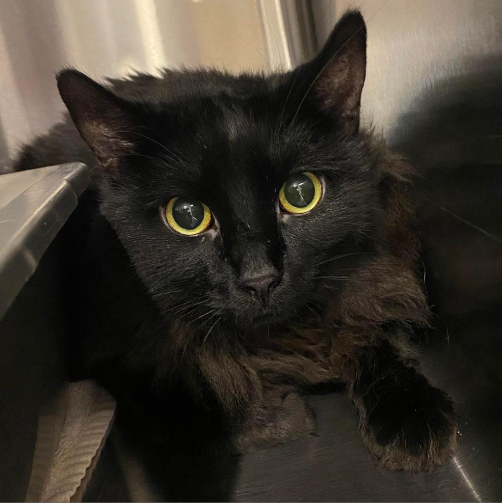 Beethoven, an adoptable Domestic Medium Hair in Tucson, AZ, 85711 | Photo Image 6