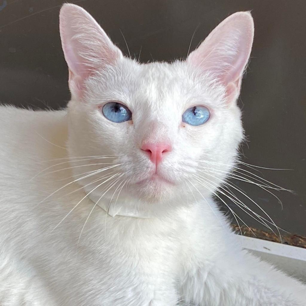 Snowburst, an adoptable Domestic Short Hair in Tucson, AZ, 85711 | Photo Image 1