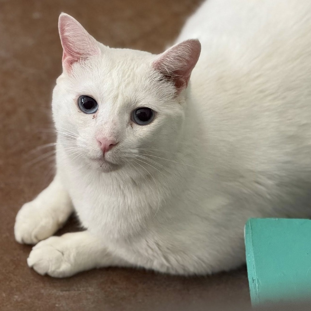 Snowburst, an adoptable Domestic Short Hair in Tucson, AZ, 85711 | Photo Image 1