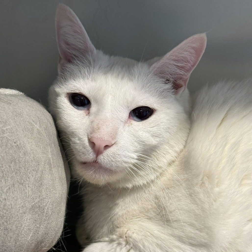 Snowburst, an adoptable Domestic Short Hair in Tucson, AZ, 85711 | Photo Image 3