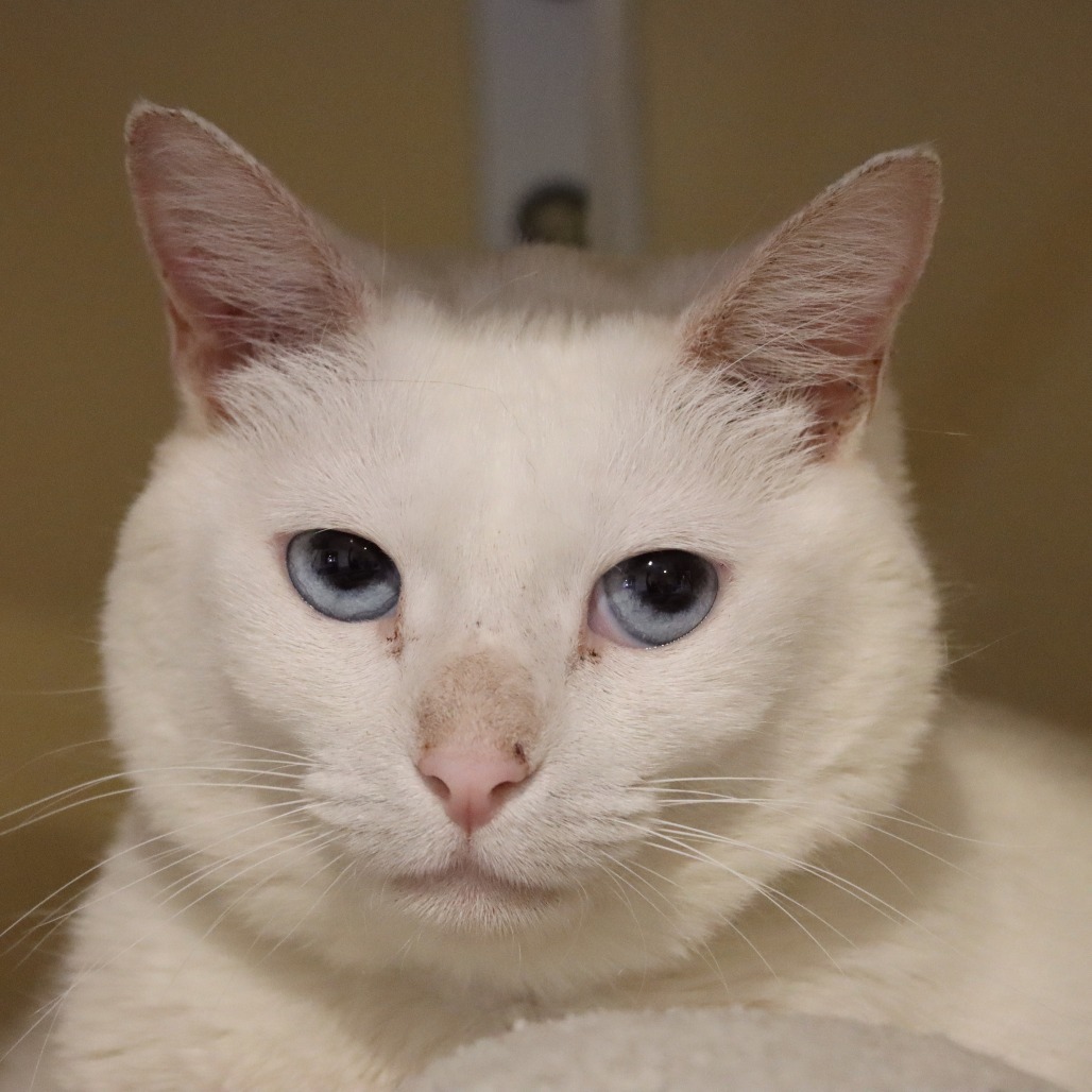 Snowburst, an adoptable Domestic Short Hair in Tucson, AZ, 85711 | Photo Image 4