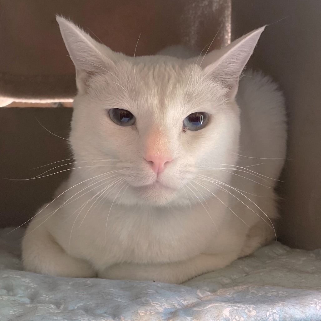 Snowburst, an adoptable Domestic Short Hair in Tucson, AZ, 85711 | Photo Image 5